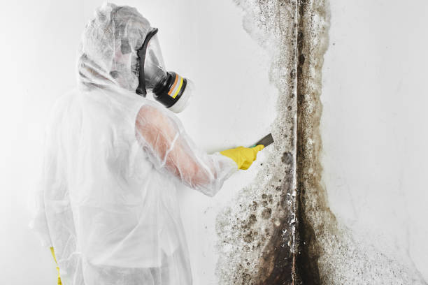 Mold Removal for HVAC Installations in St Michaels, MD